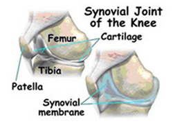 Orthopaedics Fellowship, Arthroscopy Fellowship, Joint Replacement ...